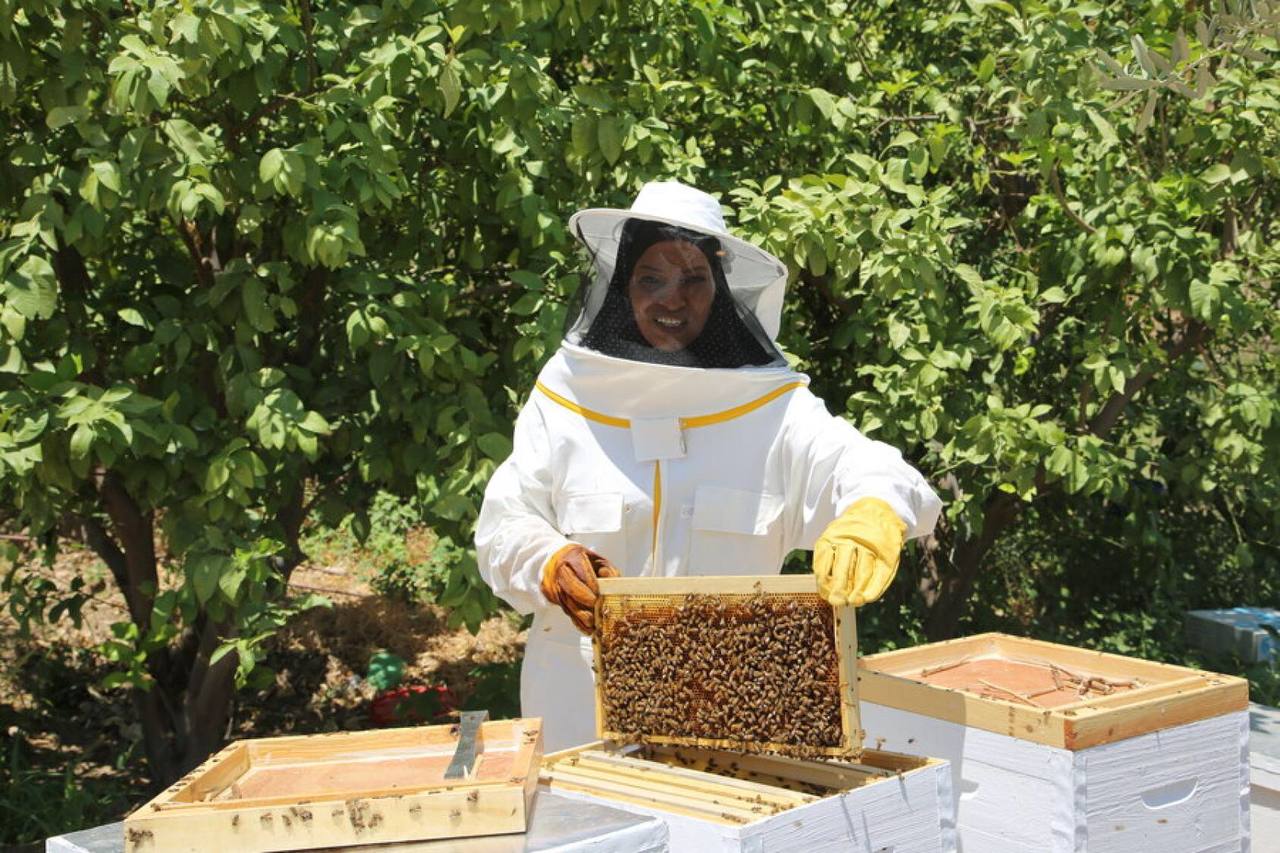 Beehives and Sustainability: Building a Buzz for a Greener Future 