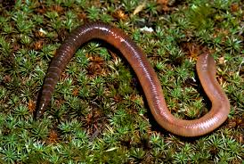 Unearthing the Benefits: The Impact of Earthworms on Soil Refreshment