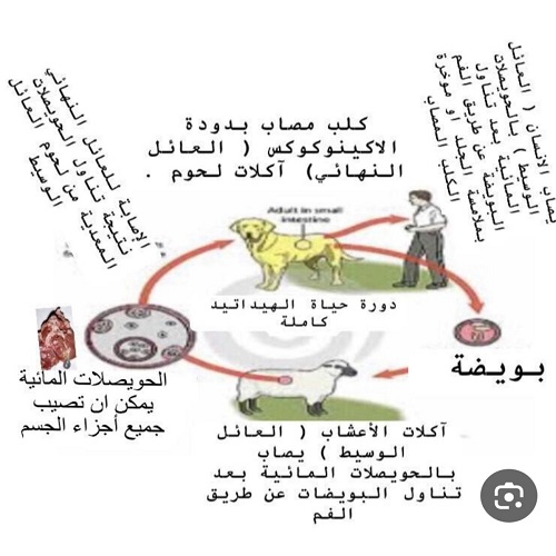 الاكياس المائية (العداري)