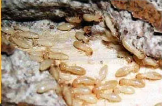 أضرار النمل الأبيض