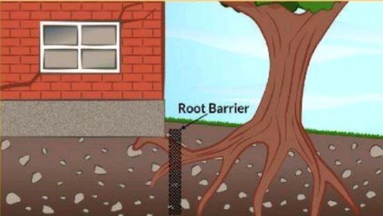 تأثير الاشجار المعمره على الارصفه القريبه