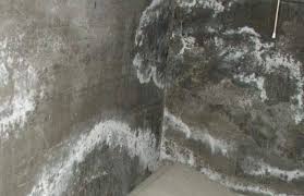 الإزهار: البقع البيضاء الغامضة على المباني