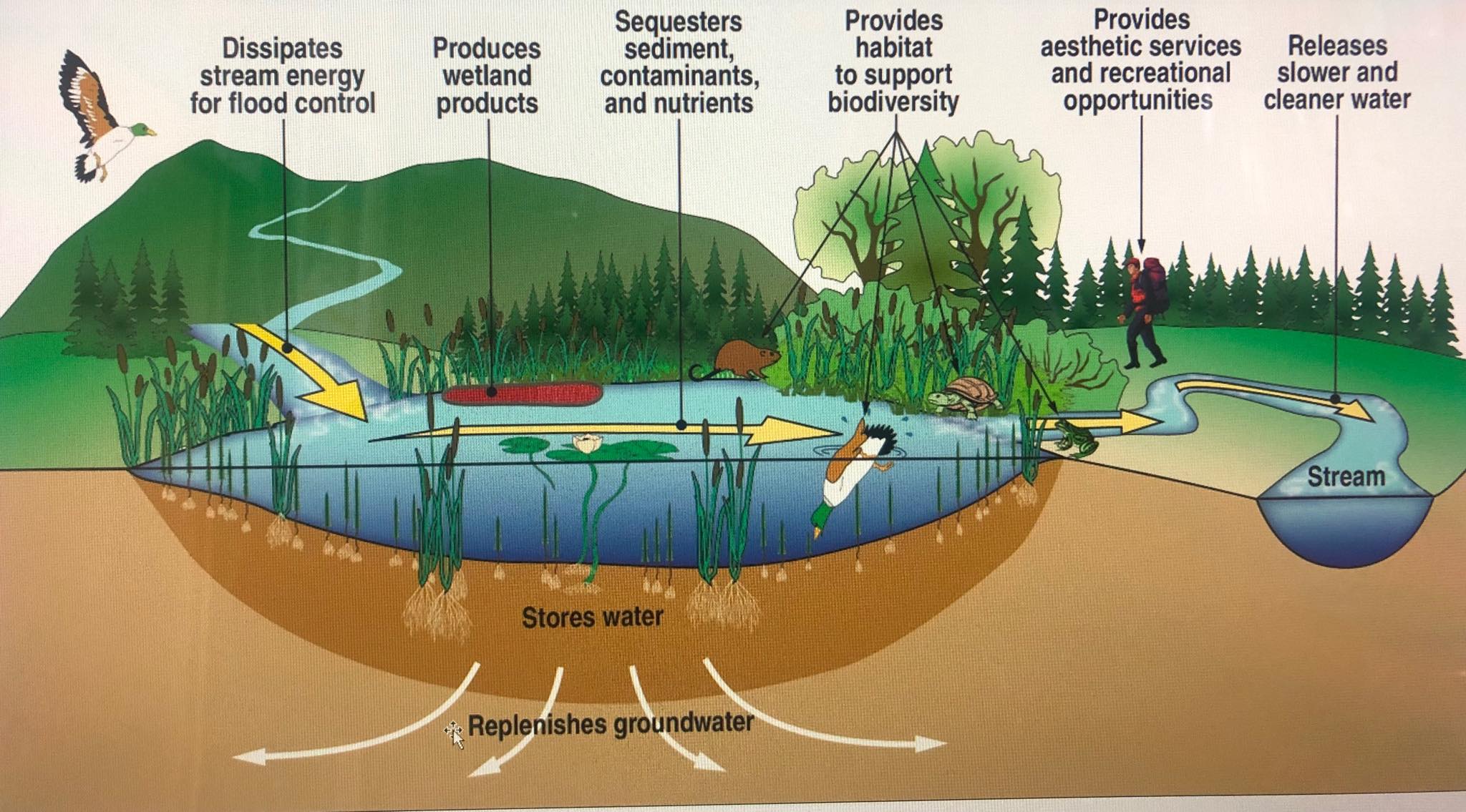 Harnessing Nature's Remedies: Natural Purification of Polluted Groundwater