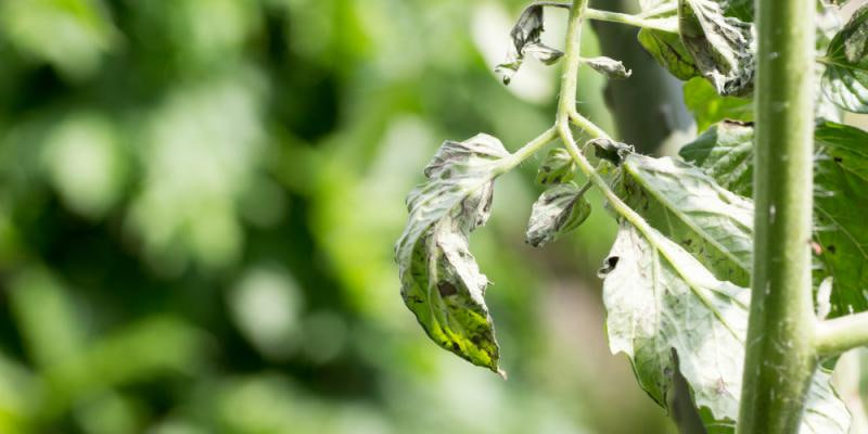 مقالة علمية للانسة نور الهدى عزمي حسن بعنوان "plant virus"