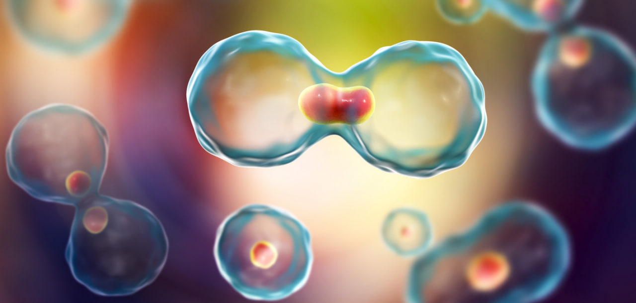 مقالة علمية للانسة نور الهدى عزمي حسن بعنوان " انقسام الخلية Cell Division "