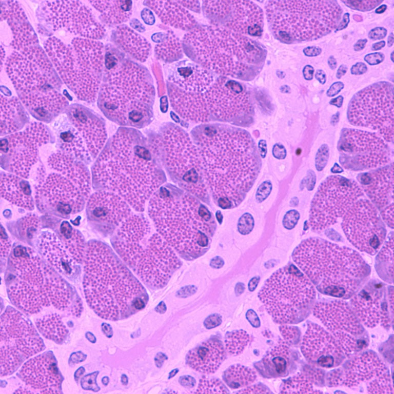 مقالة علمية للمعيدة ( ضحى عبد الامير محمد ) بعنوان " الانسجة "