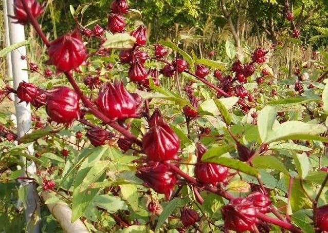 مقالة علمية للتدريسية ( م.م وديان عبودي عباس ) بعنوان "الفوائد الطبية لنبات الكركديه"