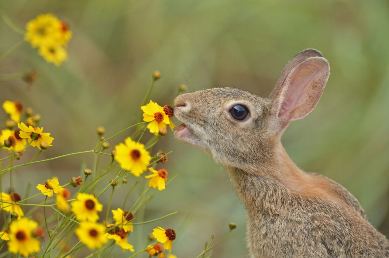 مقالة علمية للانسة نور الهدى عزمي بعنوان "التفاعلات النباتية مع الحيوانات والميكروبات  "