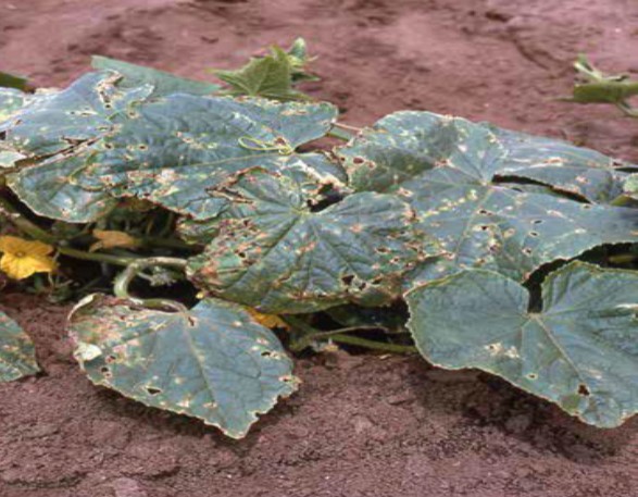 مقالة علمية للتدريسية ( م.م زينب ناظم عزيز ) بعنوان "تبقع الاوراق الزاوي"