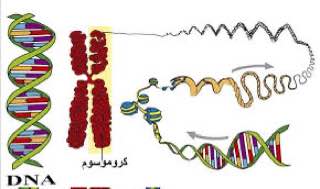 مقالة علمية ل( م.م رشا فجر كزار ) بعنوان " أمراض الحامض النووي "