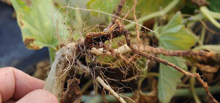 مقالة علمية للتدريسية (م.م زينب ناظم عزيز) بعنوان "عفن القرع الاسود"