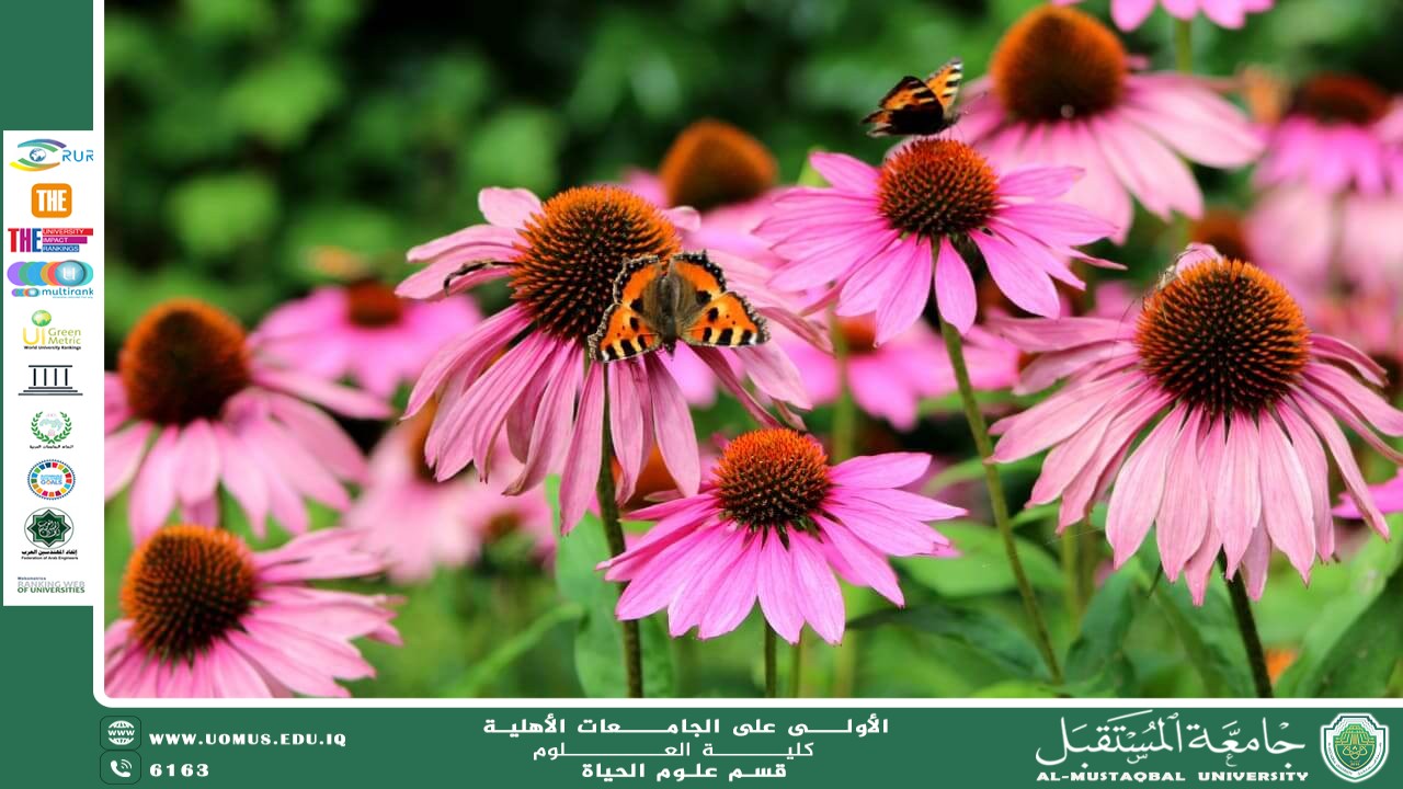 A scientific article by Ms. Noor Al-Huda Azmi Hassan entitled "Echinacea"