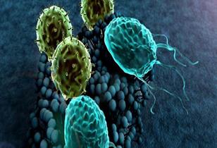 مقالة علمية للتدريسية (م.م زينب ناظم عزيز) بعنوان " الأميبا "