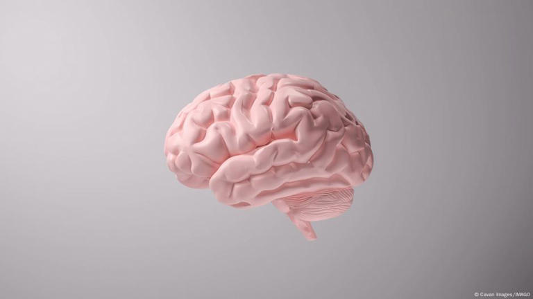 مقاله علمية ل( هبه صلاح هادي) بعنوان ""شيخوخة الدماغ""