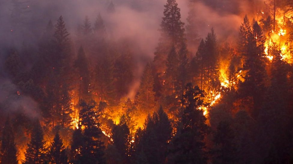 مقالة علمية للتدريسية (م.م زهراء جواد كاظم) بعنوان " حرائق الغابات"