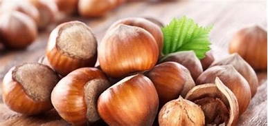 مقاله علمية ل( هبه صلاح هادي ) بعنوان"" الفرق بين مكاديميا والبندق""