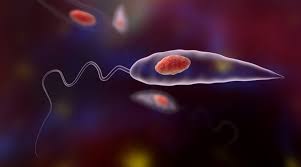 مقاله علمية ل( احمد جلال نعمة ) بعنوان""مرض اللشمانيا""