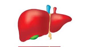 مقالة علمية للتدريسية( سجى جواد عبيد) بعنوان **الكبد: مصنع الجسم الحيوي**  