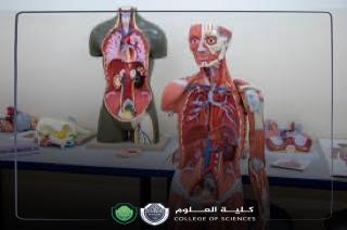 مقالة علمية للتدريسية ( سارة رحيم حمزة ) بعنوان "" التشريح ""