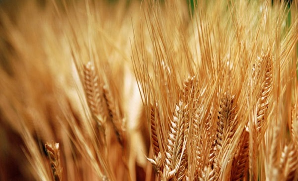 مقالة علمية للمعيدة ( علا عادل رسمي ) بعنوان "حساسية القمح "