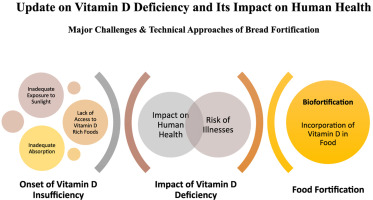 A Scientific Article by the Lecturer Wafa Ghaleb Jawad (The Impact of Vitamin D Deficiency)