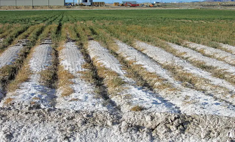 مقالة علمية للمعيدة(بنين معن كريم ) بعنوان " تحليل تأثير تراكم الأملاح في التربة على النمو الزراعي"