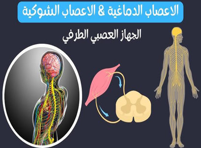 مقالة علمية  للمعيده ( مريم لطيف شندل) بعنوان (الجهاز العصبي المركزي).