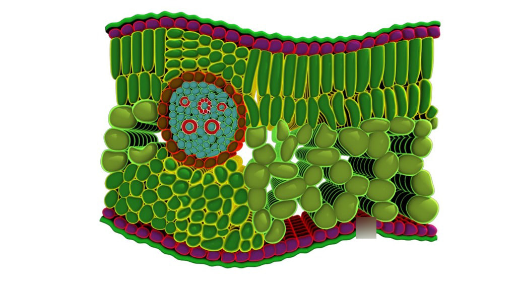 مقالة علمية للانسة نور الهدى عزمي حسن بعنوان "التغذية والتبادل الغازي للنباتات (Plant Nutrition and Gas Exchange) "