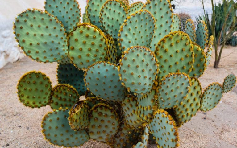 مقالة علمية للانسة بنين معن كريم  بعنوان النباتات الصحراوية: استراتيجيات البقاء لنبات الصبار"