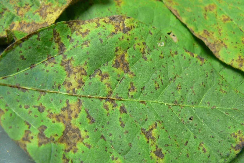 مقالة علمية للتدريسية م.م ضحى عبد الامير محمد  بعنوان "الأمراض النباتية التي تصيب المحاصيل والنباتات البرية"