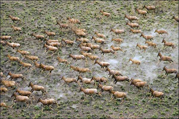 مقالة علمية للانسة نور الهدى عزمي بعنوان " تأثير تجزئة المواطن الطبيعية على هجرة الحيوانات البرية وكيفية تأثير ذلك على التنوع البيولوجي."