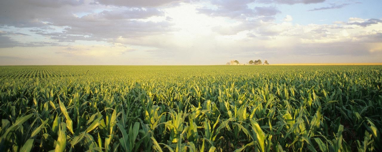 مقالة علمية للانسة نور الهدى عزمي بعنوان " استخدام الهندسة الوراثية لتحسين المحاصيل الزراعية، بما في ذلك زيادة الإنتاجية ومقاومة الأمراض. "