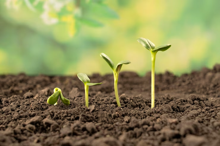 مقالة علمية للانسة نور الهدى عزمي بعنوان "تأثير الهرمونات النباتية (مثل الأوكسين، الجبريلينات، والسيتوكينينات) على نمو النباتات"