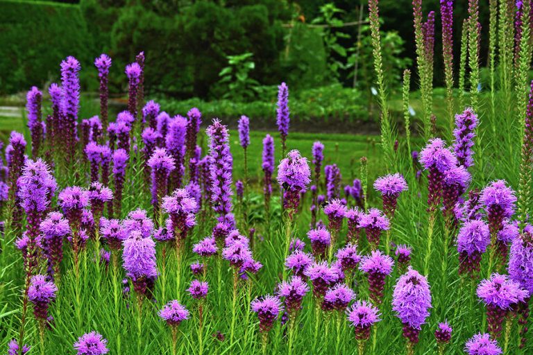 مقالة علمية للانسة نور الهدى عزمي بعنوان " النباتات العشبية "