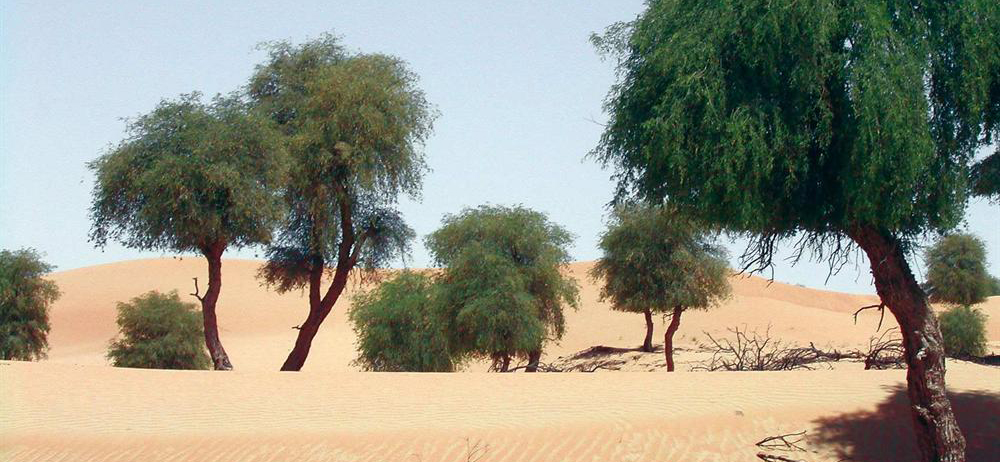 مقالة علمية للانسة نور الهدى عزمي بعنوان " النباتات الخشبية "