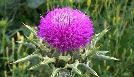 مقالة علمية للتدريسية  (م.م  ضحى عبد الامير محمد ) بعنوان " الأهمية الطبية لنبات الخرفيش"