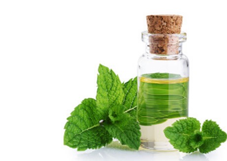 مقالة علمية للتدريسية (م.م زينب ناظم عزيز) بعنوان "زيت النعناع "