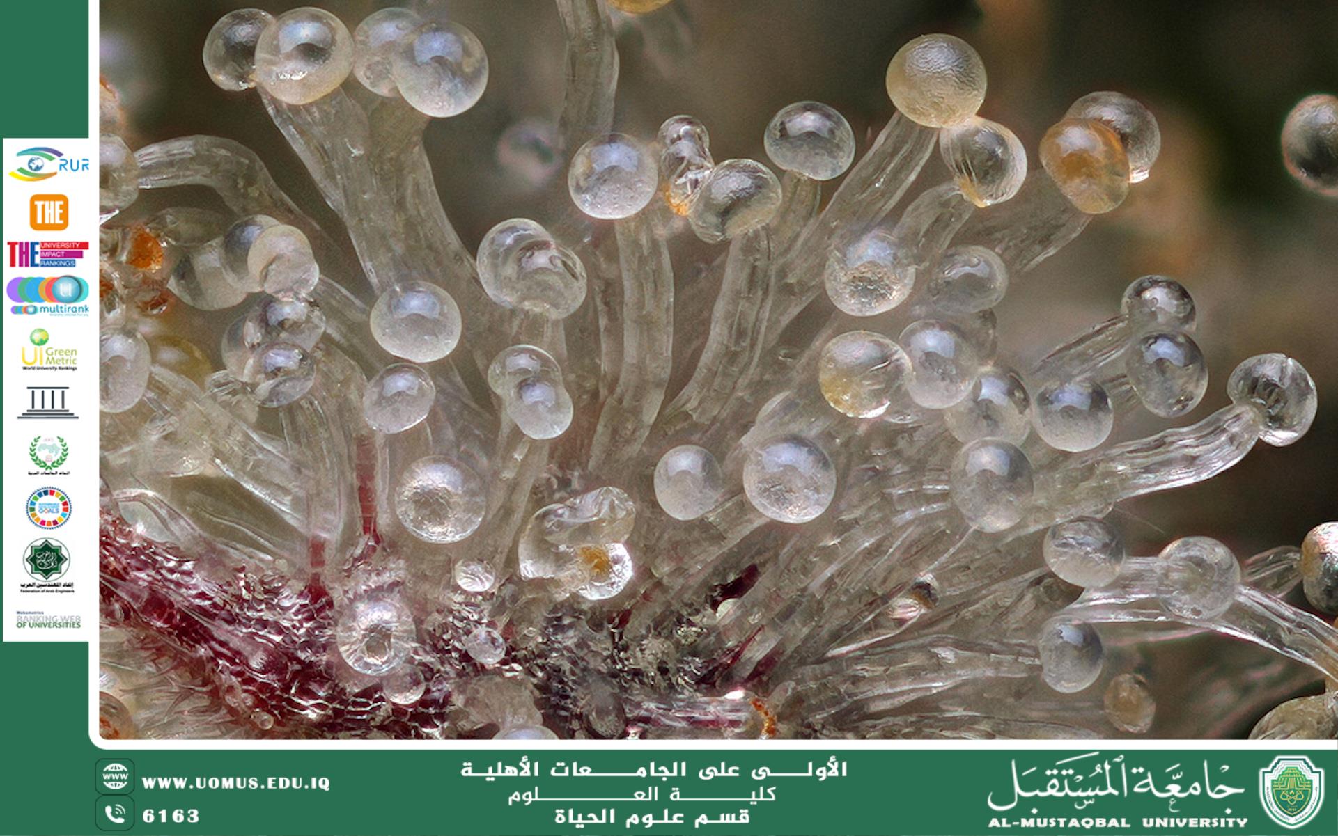 مقالة علمية للمعيدة بنين معن كريم بعنوان "شعبة الفطريات الزايكوتية"