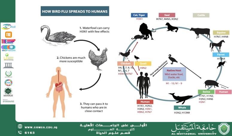 مقالة علمية للمعيدة علا عادل رسمي بعنوان  "انفلونزا الطيور "