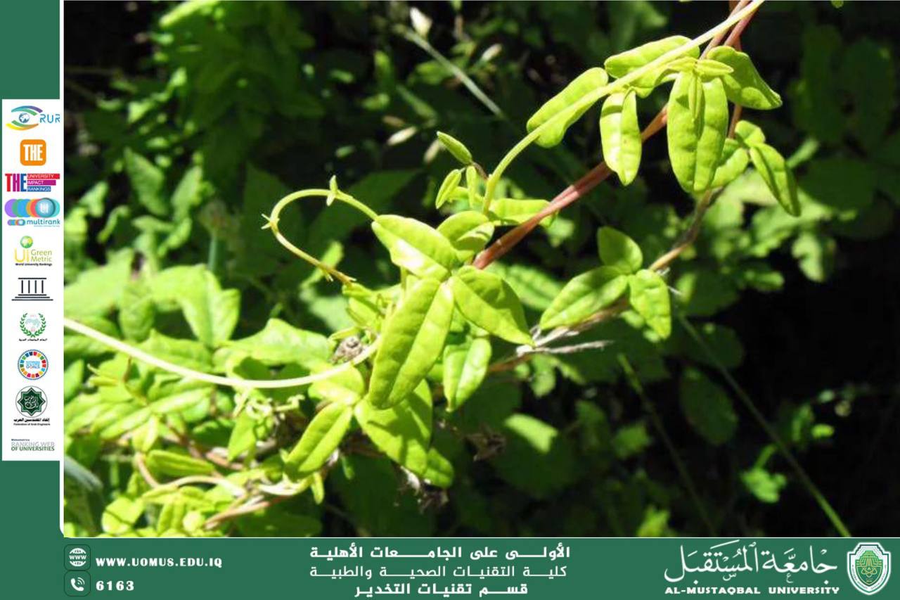 هل تستطيع النباتات أن ترى؟