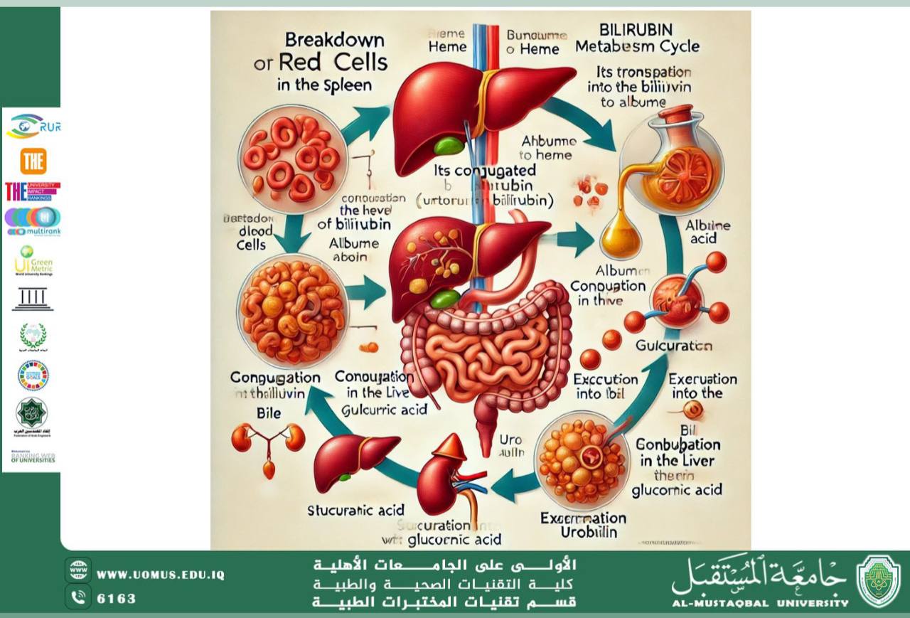 مقالة علمية للسيدة زينب مهدي صالح بعنوان البليروبين 