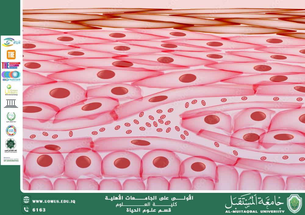 A scientific article by Ms. Ala Adel Rasmi entitled "skin cells  "