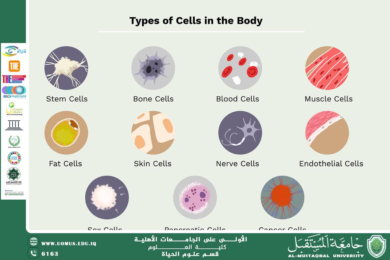 A scientific article by Ms. Noor al-Huda Azmi Hassan entitled "Cell types and the ability to identify them"