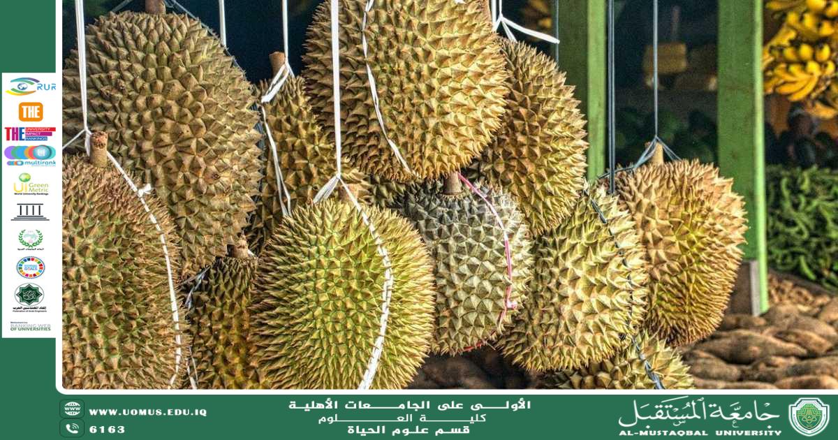 مقالة علمية للتدريسية م.م زينب ناظم عزيز  بعنوان " فاكهة الدوريان  "