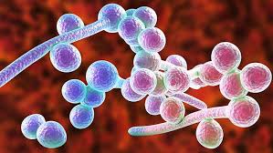 مقالة علمية للانسة  نور الهدى عزمي حسن  بعنوان "البكتريا العلاجية"