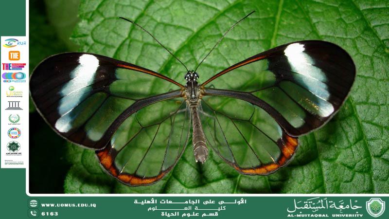 A scientific article by the lecturer (M.M. Zainab Nazim Aziz) entitled "The Glass Butterfly"