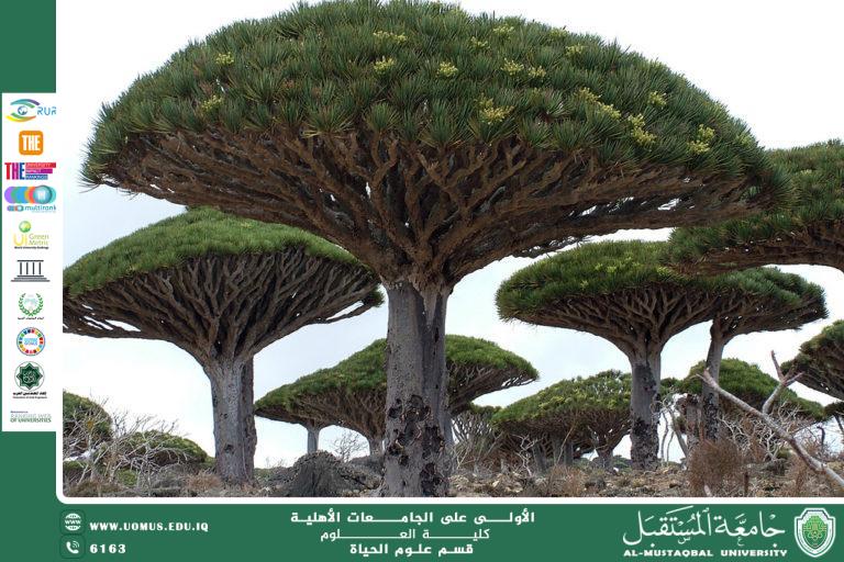 مقالة علمية للتدريسية (م.م زينب ناظم عزيز ) بعنوان " النباتات النادرة والمهددة بالانقراض: قصة حماية التراث البيولوجي"