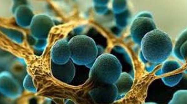 A scientific article by the lecturer (Asst. Lec.Hawraa Aead Ali ) titled "  Article titled Microbiology and Cancers""