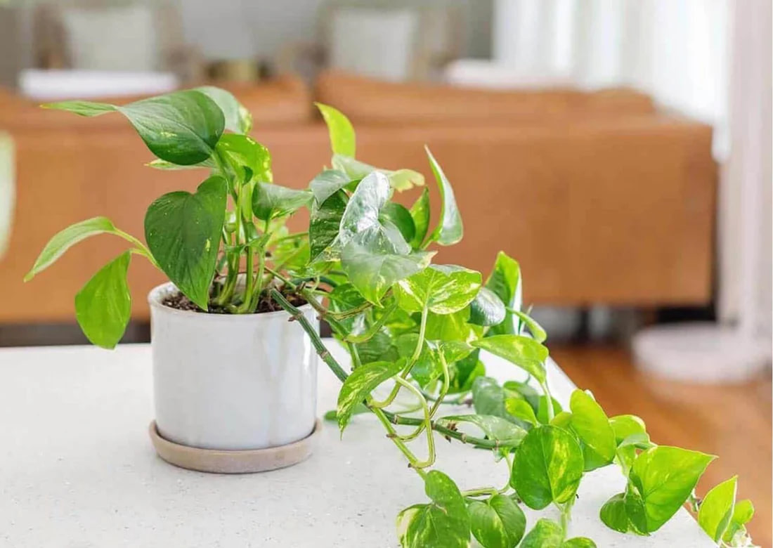 مقالة علمية للتدريسية ( م.م زينب ناظم عزيز ) بعنوان "نبات البوتوس: نبات الزينة المثالي للمنازل والمكاتب"