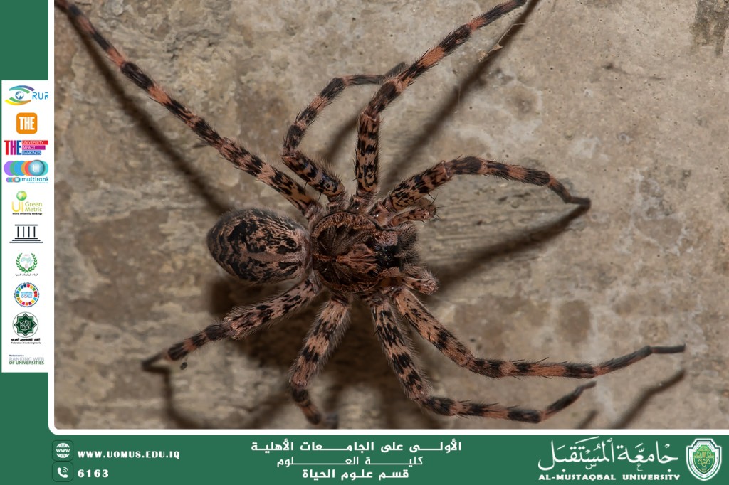 مقالة علمية للانسة نور الهدى عزمي حسن بعنوان "كيف يمكن للعناكب أن تُظهر سلوكيات معقدة رغم حجم دماغها الصغير"